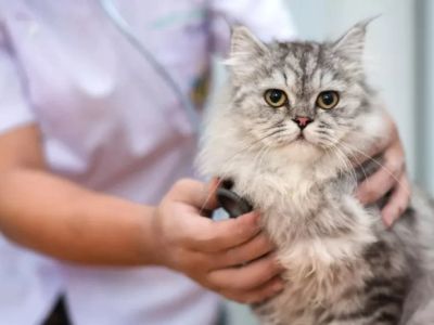 Vet-Approved Emergency Vet Advice for Cats