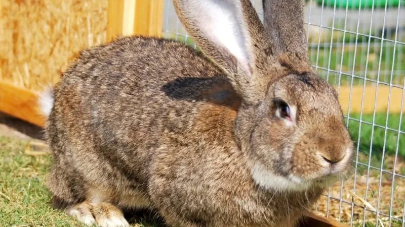 Weight Management Explained: Keeping Your Rabbits Healthy in the UK