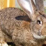 Weight Management Explained: Keeping Your Rabbits Healthy in the UK
