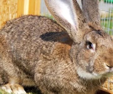 Weight Management Explained: Keeping Your Rabbits Healthy in the UK