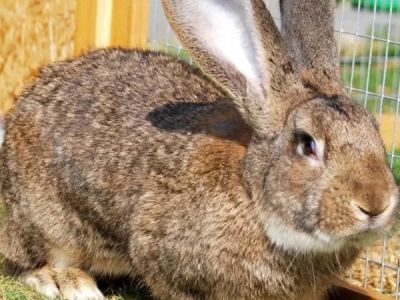 Weight Management Explained: Keeping Your Rabbits Healthy in the UK