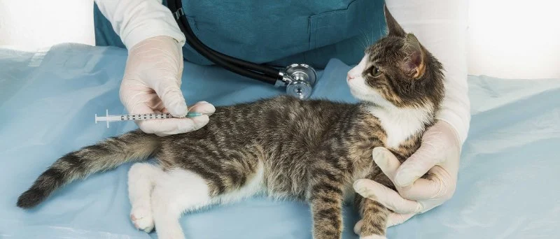 UK Pet Owner’s Guide to Vaccination Guide for Kittens