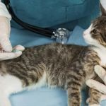 UK Pet Owner’s Guide to Vaccination Guide for Kittens