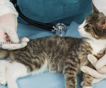 UK Pet Owner’s Guide to Vaccination Guide for Kittens