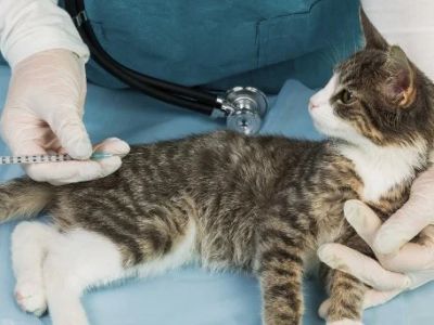 UK Pet Owner’s Guide to Vaccination Guide for Kittens