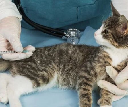 UK Pet Owner’s Guide to Vaccination Guide for Kittens