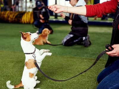 Complete Guide to Behaviour Training for Puppies