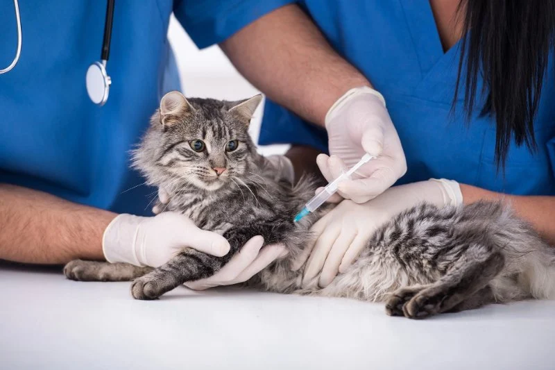 Best Practices for Vaccination Guide in Cats