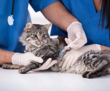 Best Practices for Vaccination Guide in Cats