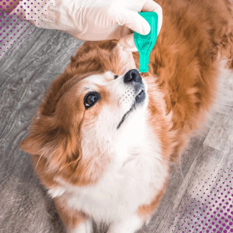 Parasite Prevention Tips for Exotic Pets: What UK Pet Owners Need to Know