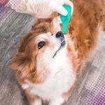 Parasite Prevention Tips for Exotic Pets: What UK Pet Owners Need to Know