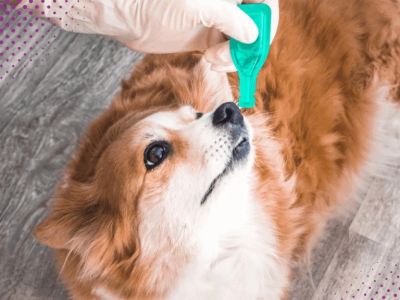 Parasite Prevention Tips for Exotic Pets: What UK Pet Owners Need to Know