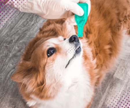 Parasite Prevention Tips for Exotic Pets: What UK Pet Owners Need to Know