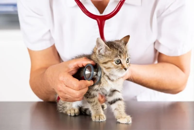 Expert Vet Advice on Preventive Care for Kittens
