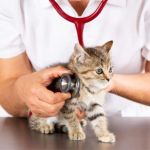 Expert Vet Advice on Preventive Care for Kittens