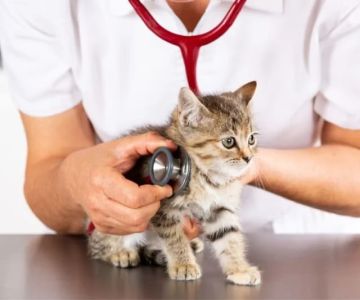 Expert Vet Advice on Preventive Care for Kittens