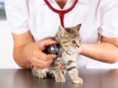 Expert Vet Advice on Preventive Care for Kittens