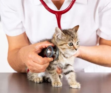 Expert Vet Advice on Preventive Care for Kittens