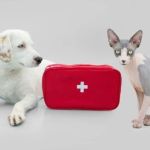 How to Improve Exotic Pets First Aid Tips at Home