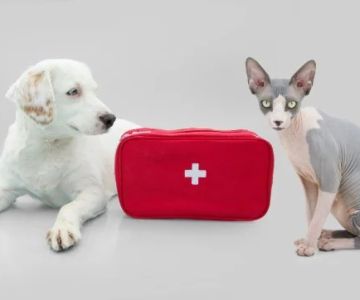 How to Improve Exotic Pets First Aid Tips at Home
