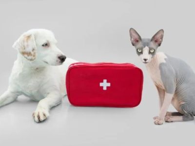 How to Improve Exotic Pets First Aid Tips at Home