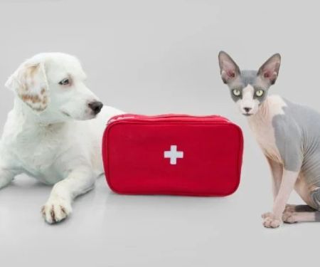 How to Improve Exotic Pets First Aid Tips at Home
