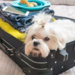 Expert Vet Advice on Travel Safety for Exotic Pets