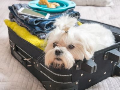 Expert Vet Advice on Travel Safety for Exotic Pets