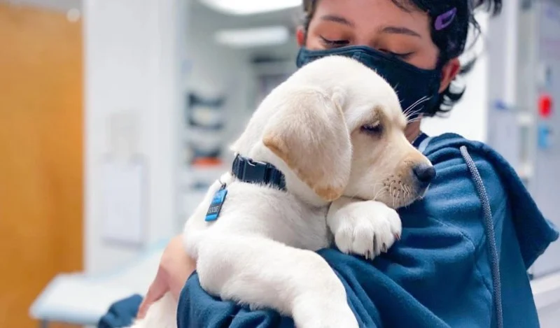 Puppy and Kitten Care Tips for Dogs: What UK Pet Owners Need to Know