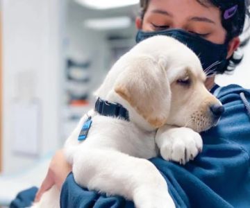 Puppy and Kitten Care Tips for Dogs: What UK Pet Owners Need to Know