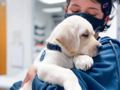 Puppy and Kitten Care Tips for Dogs: What UK Pet Owners Need to Know