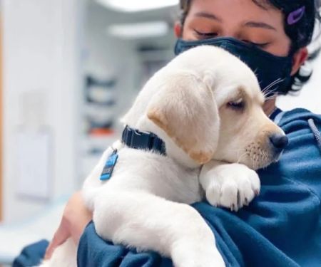 Puppy and Kitten Care Tips for Dogs: What UK Pet Owners Need to Know