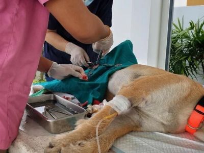 Spaying and Neutering Explained: Keeping Your Reptiles Healthy in the UK