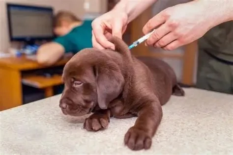 Vet-Approved Vaccination Guide for Puppies