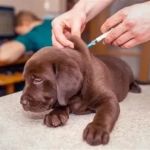 Vet-Approved Vaccination Guide for Puppies