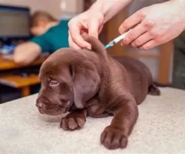 Vet-Approved Vaccination Guide for Puppies