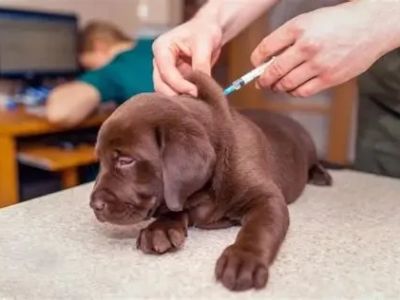 Vet-Approved Vaccination Guide for Puppies