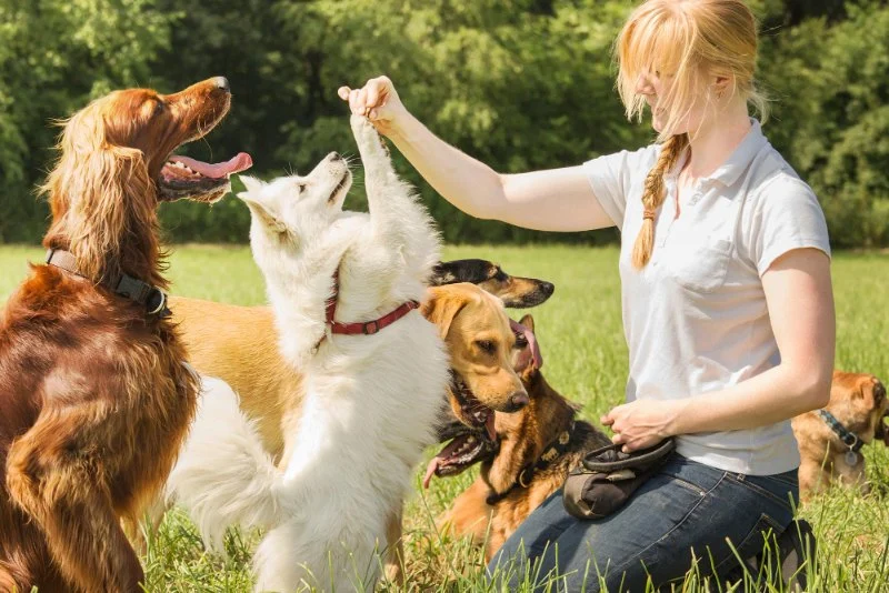 Behaviour Training Tips for Senior Pets: What UK Pet Owners Need to Know