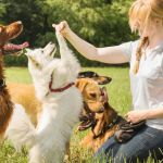 Behaviour Training Tips for Senior Pets: What UK Pet Owners Need to Know