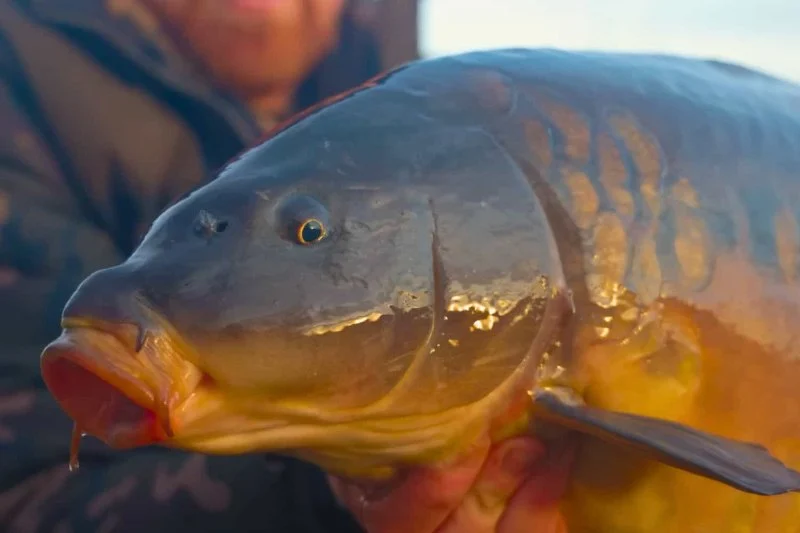 The Importance of Preventive Care for Fish – UK Edition