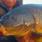 The Importance of Preventive Care for Fish – UK Edition