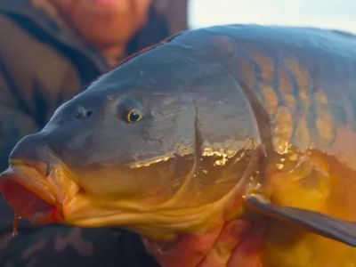 The Importance of Preventive Care for Fish – UK Edition