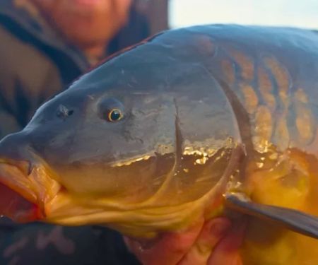 The Importance of Preventive Care for Fish – UK Edition