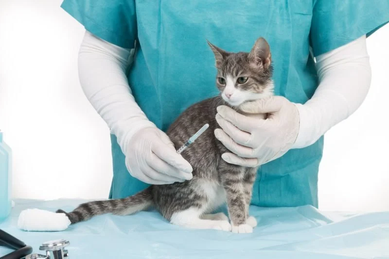 Expert Vet Advice on Vaccination Guide for Cats