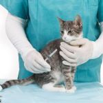 Expert Vet Advice on Vaccination Guide for Cats