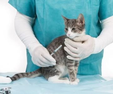 Expert Vet Advice on Vaccination Guide for Cats