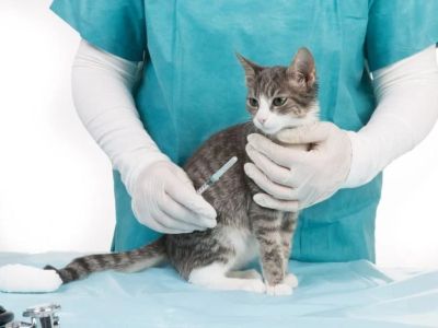 Expert Vet Advice on Vaccination Guide for Cats