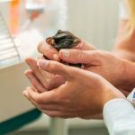 Mental Health Explained: Keeping Your Hamsters Healthy in the UK