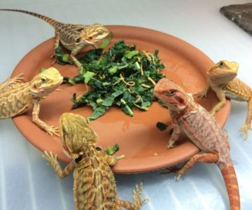 How to Improve Reptiles Behaviour Training at Home