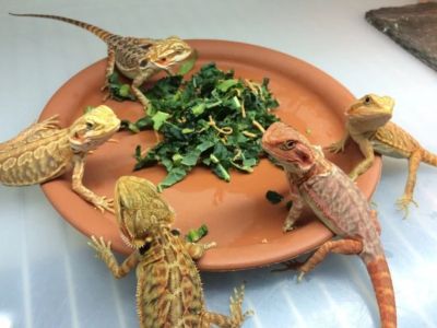 How to Improve Reptiles Behaviour Training at Home